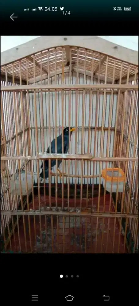 Jalak hitam gacor bgt bisa nego