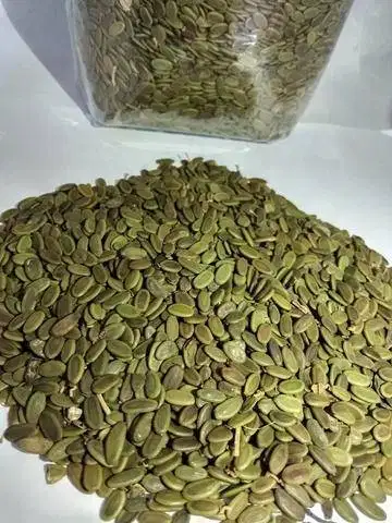 JUAL BENIH SENGON LAUT - BENIH POHON KAYU, KEHUTANAN, PENGHIJAUAN