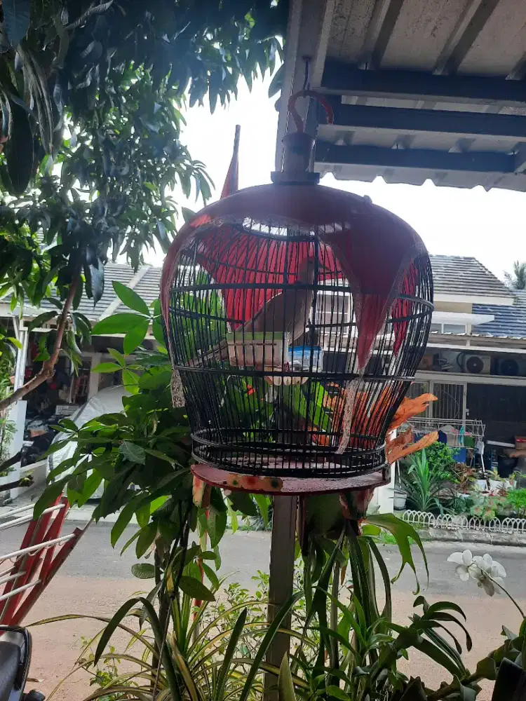 Burung Puter Pelung