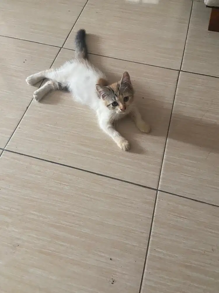 Kitten mixdome betina