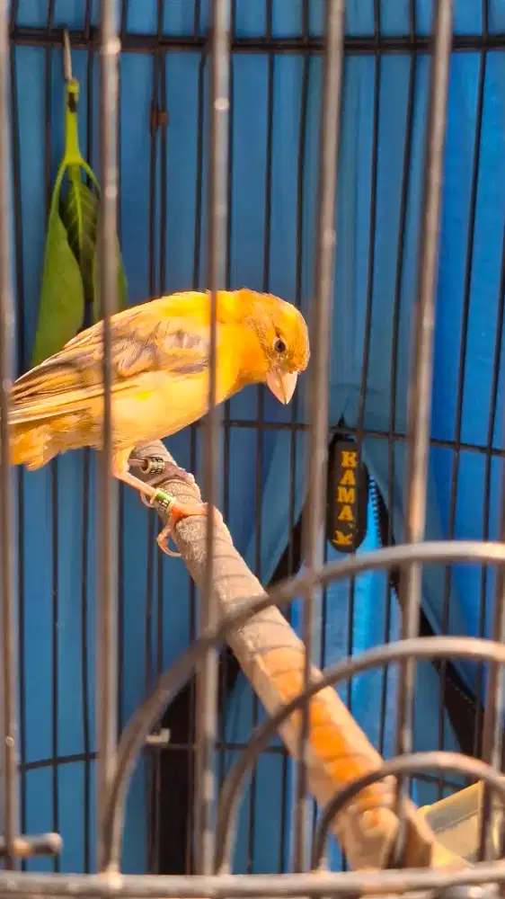 Burung Kenari Lokal Paud