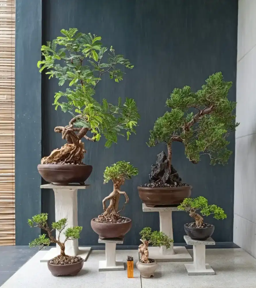 Bonsai hias 6 pot siap pajang