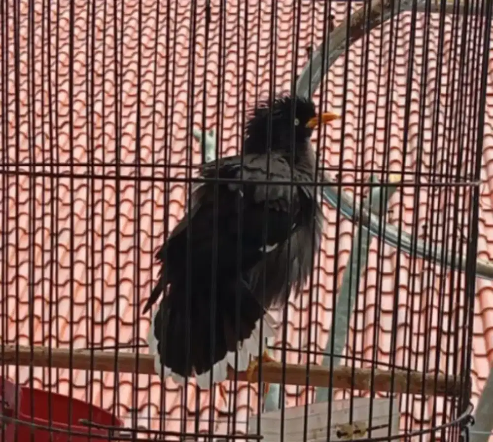 burung jalak kebo mata kuning gacor garuda