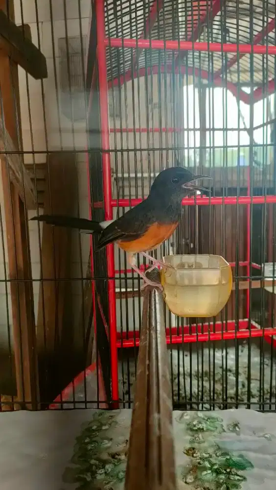 Murai batu betina medan