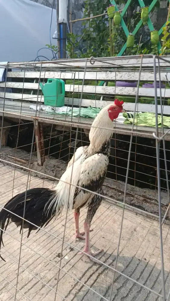 AYAM PAMA JALAK SALJU USIA 7 BULAN