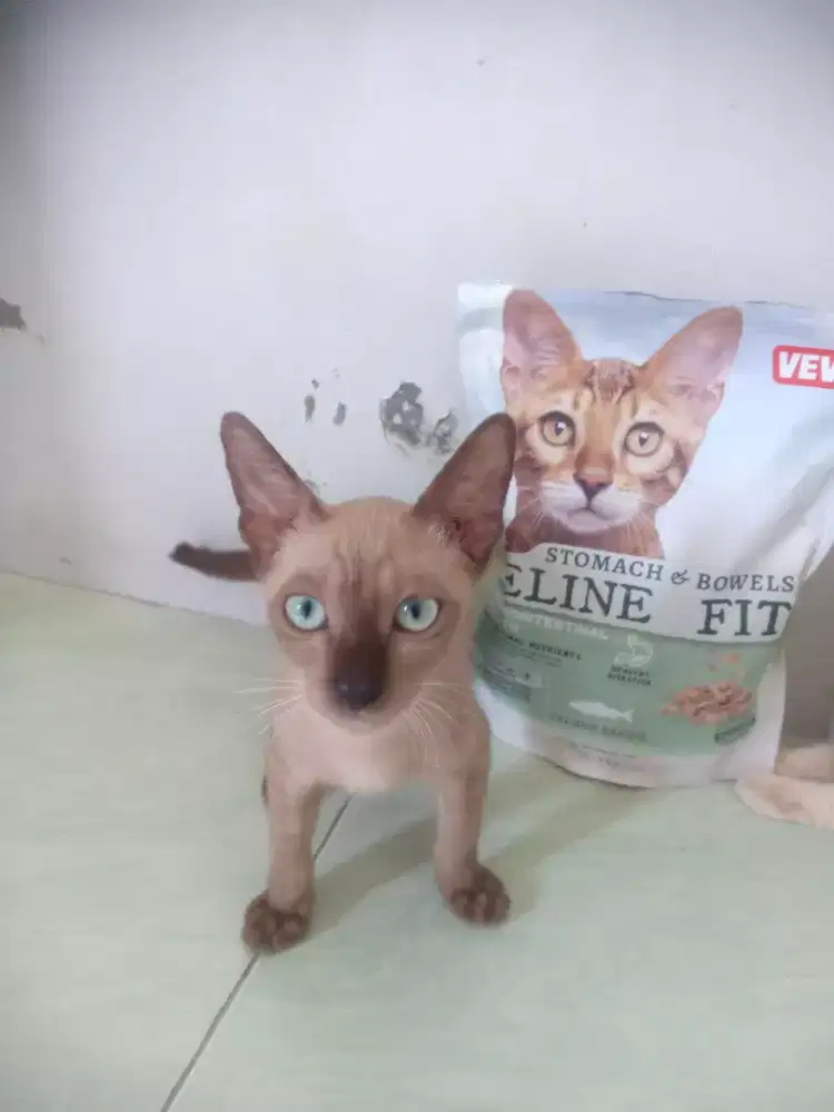 adopt kucing siamese