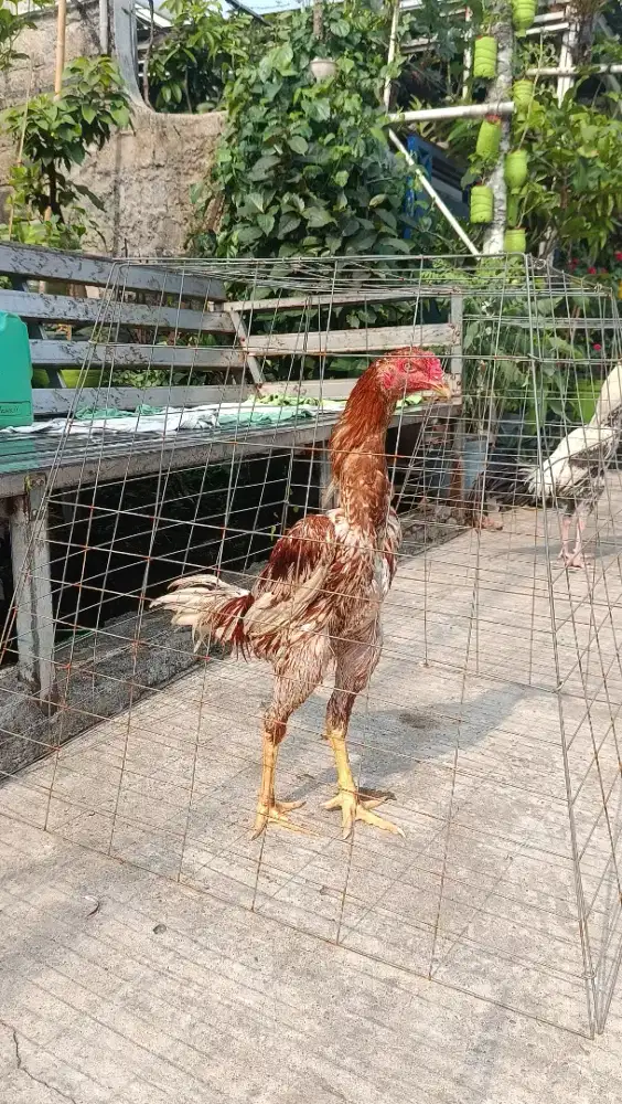 AYAM BANGKOK KLASIK USIA 5 BULAN
