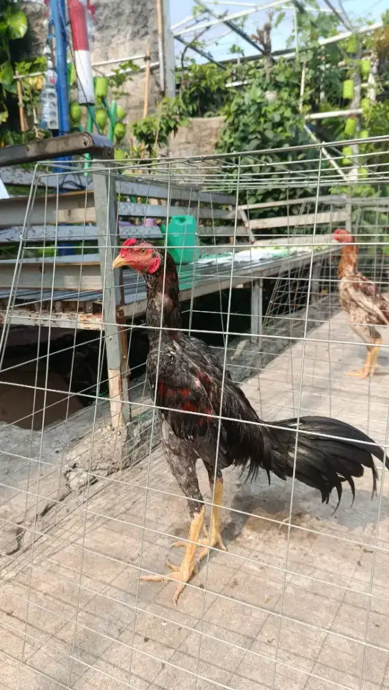 AYAM BANGKOK KLASIK USIA 5 BULAN