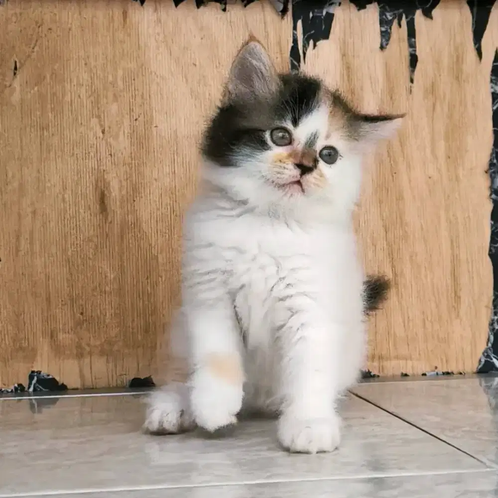 kucing persia kitten