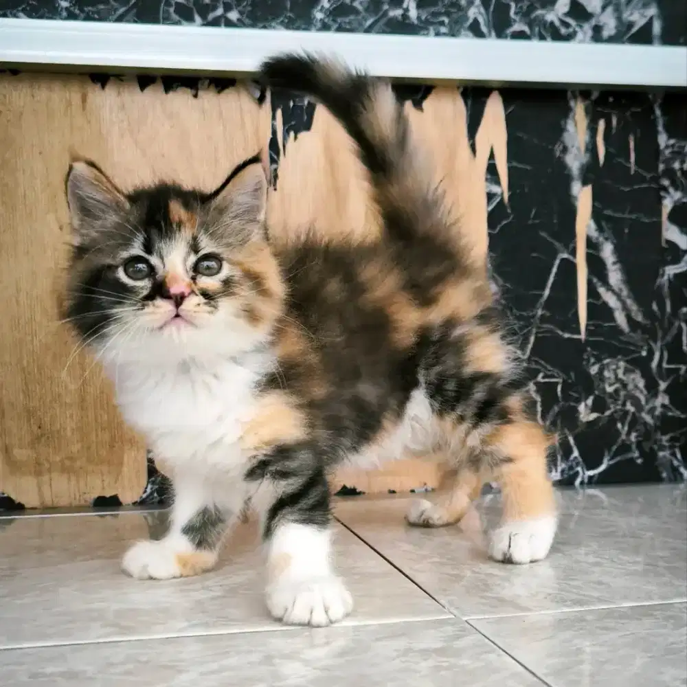 kucing persia kitten