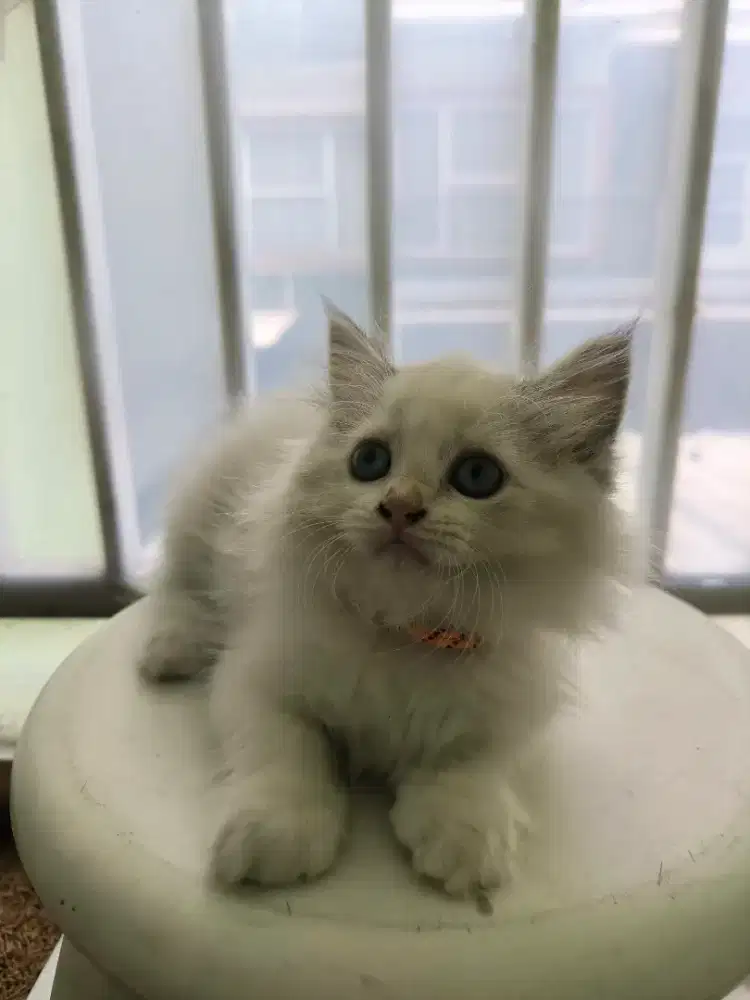 Kitten persia himalaya 600rb
