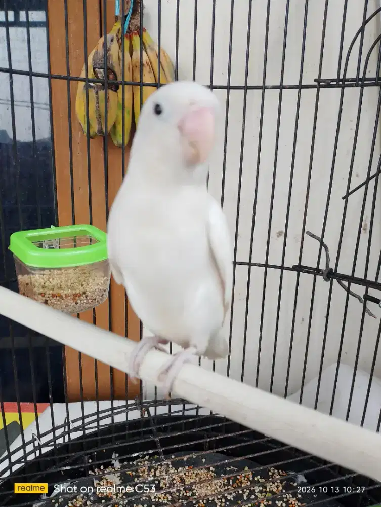 Love bird dijual murah aja