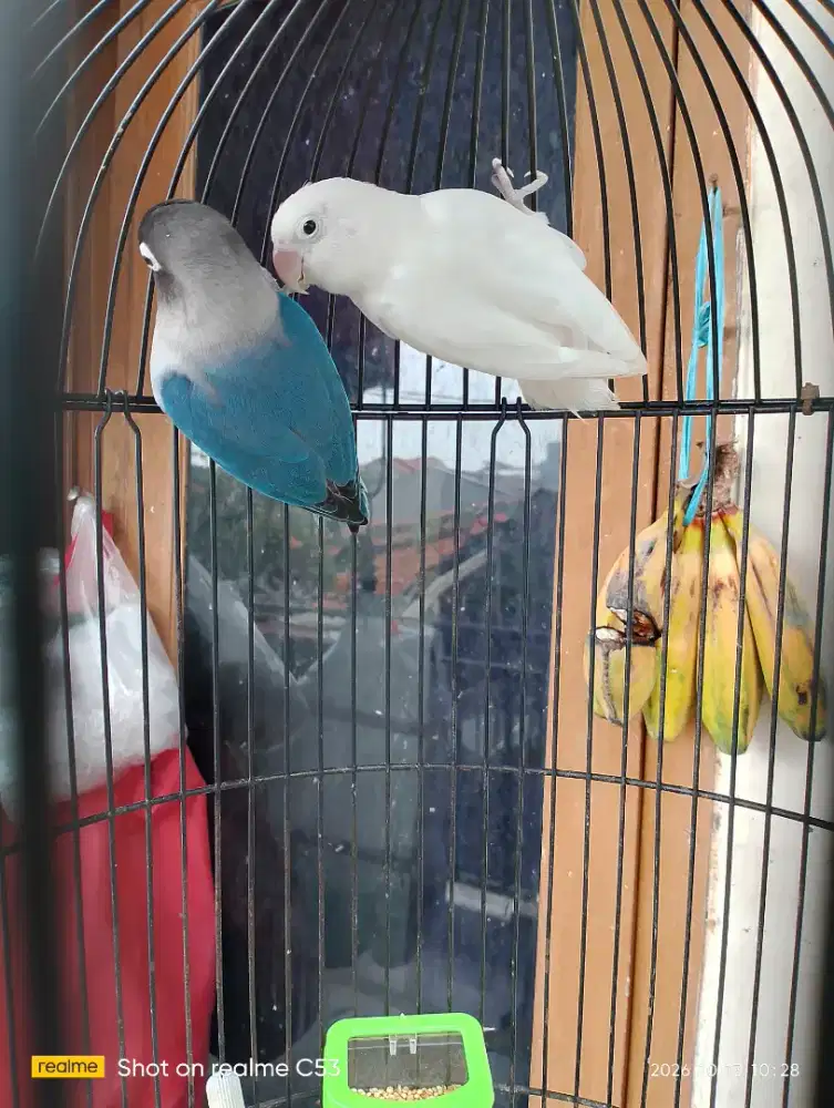 Love bird 2 ekor dijual murah aja