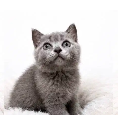 Kitten BSH 2 Bulan