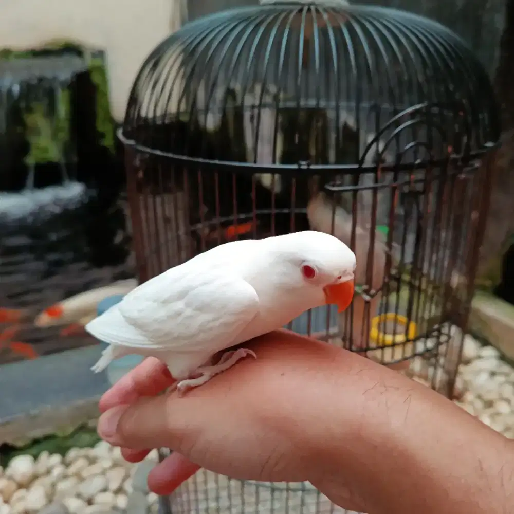 Burung lovebird love bird lakbet albino mata merah