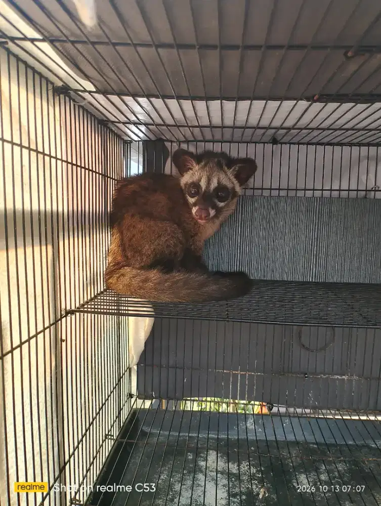 Musang pandan masih anakan jinak