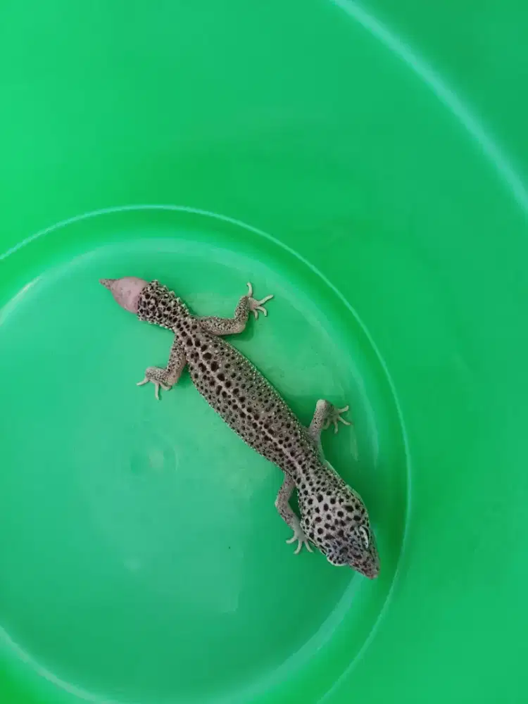 Gecko super lincah