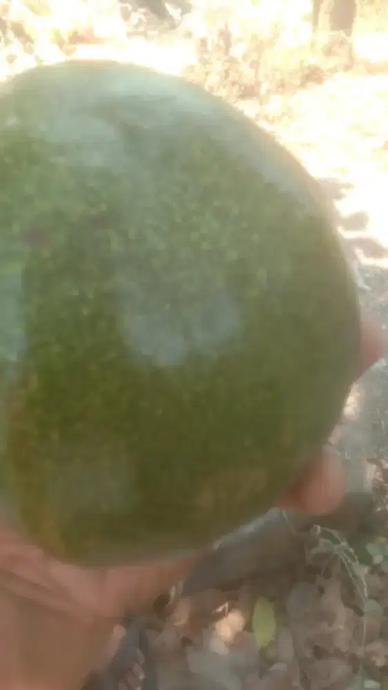 Aneka buah segar
