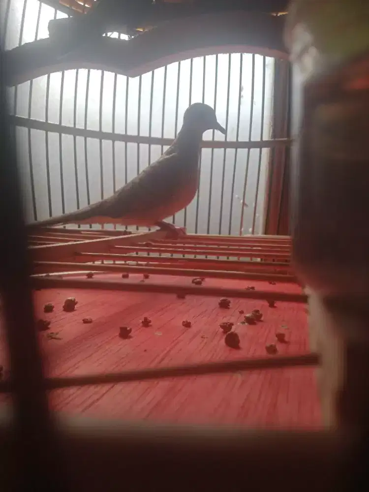 Perkutut rajin video wa lokal alam