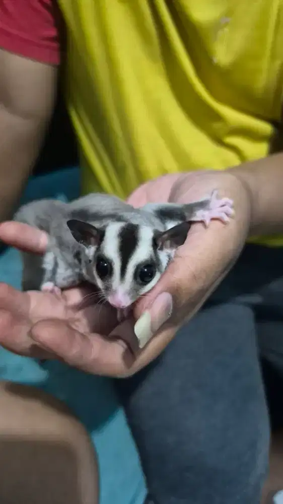 Sugar Glider CG & Mosaic Het Creamino