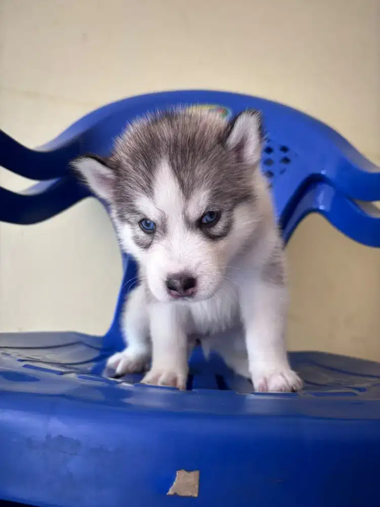 Dijual anakan husky blue eyes