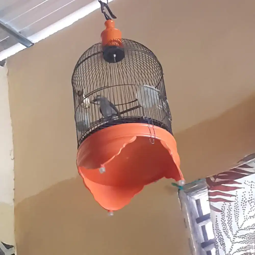Burung trucuk ropel garuda jual murah bisa nego