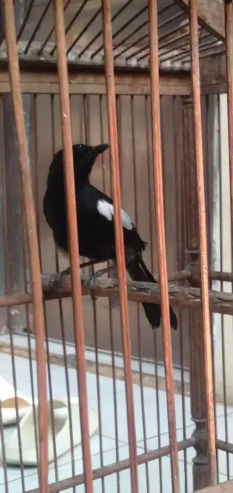 Burung kacer Jawa timur