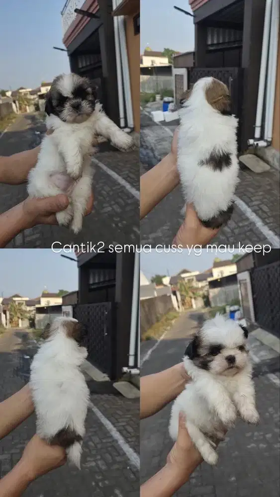 surabaya Anjing shihtzu shih tzu shitzu shitsu sitzhu