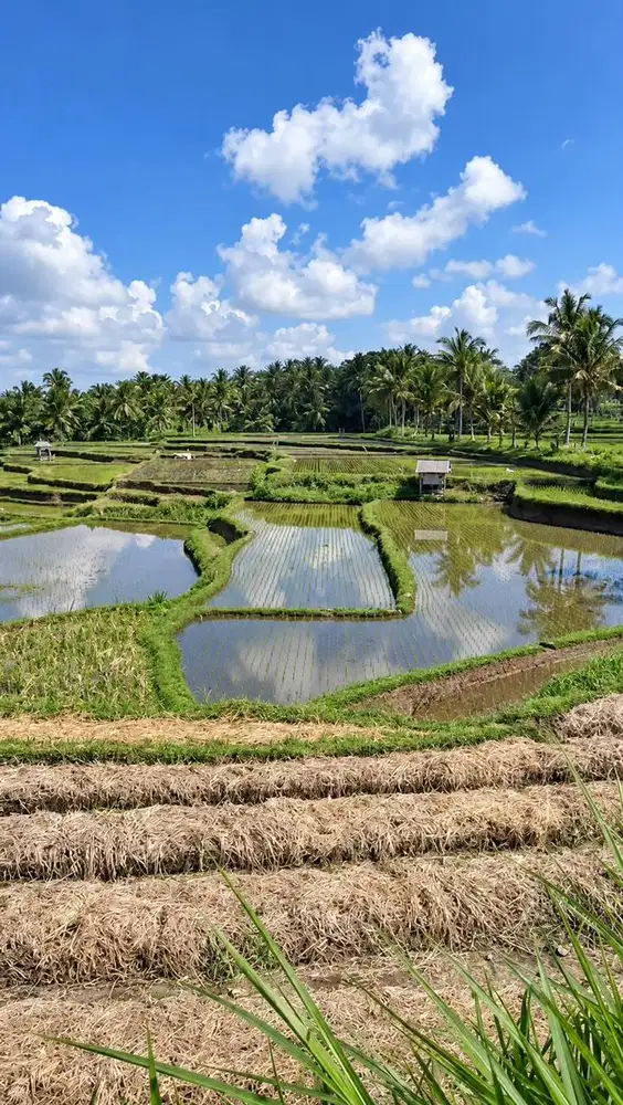 Disewakan Lahan View Sawah Terasering Ubud Bali