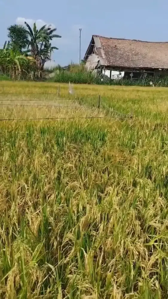 DIJUAL TANAH SAWAH BANTUL