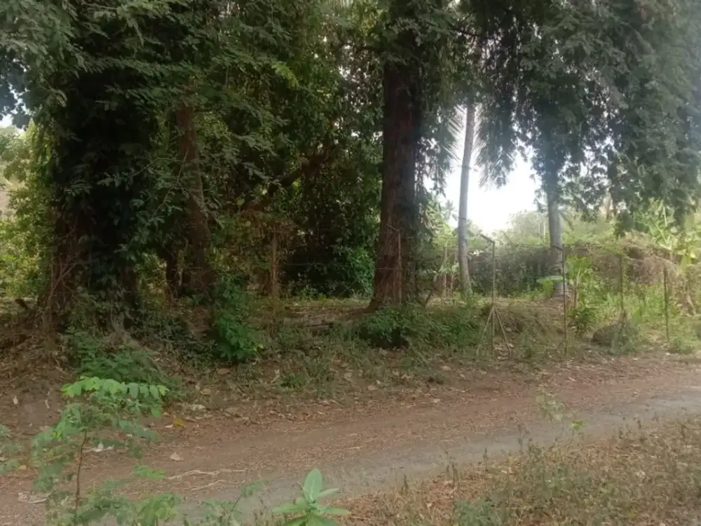 Tanah kebun di Sokong Tanjung kabupaten lombok utara