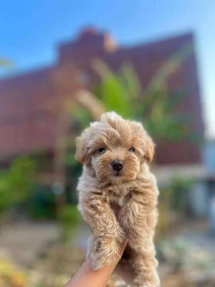 ANJING RAS POODLE