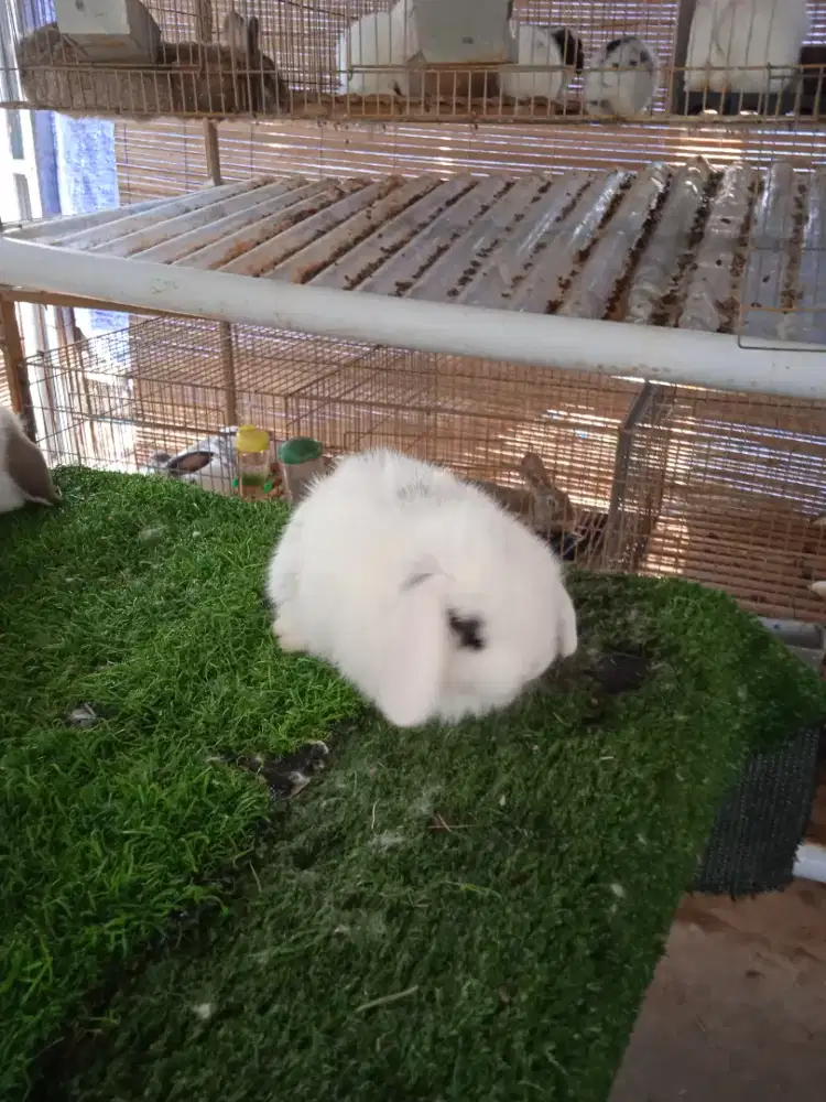 Kelinci Holland lop