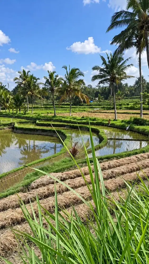 Disewakan Lahan View Sawah Terasering Dekat Ubud Bali