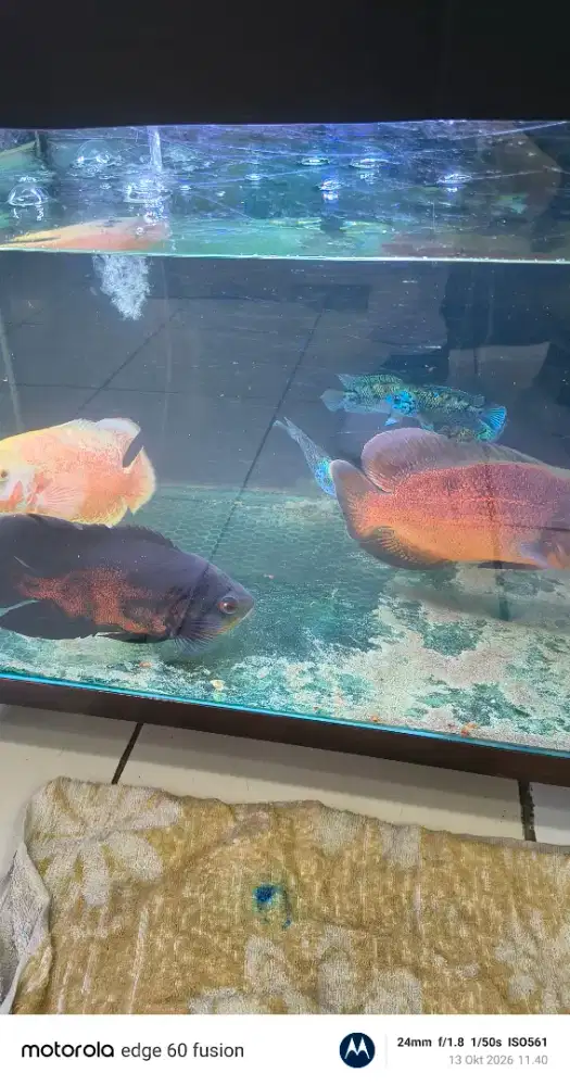 Ikan Oscar sehat