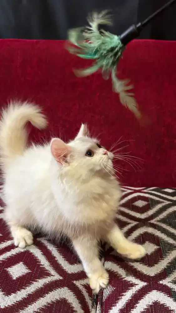 Kucing british long hair