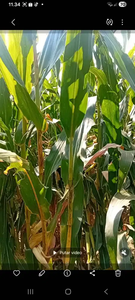 Tebon jagung matalan hijau murah
