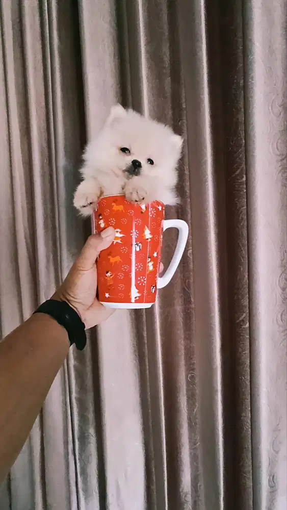 Minipom Pomeranian Pom Cantik mungil
