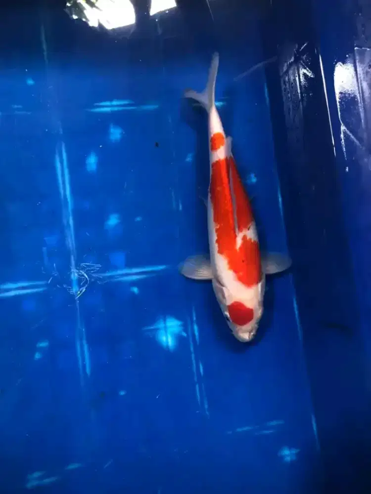Kohaku maruten 23bu