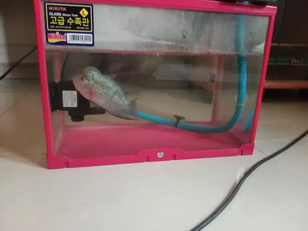 Ikan louhan fullset bisa nego