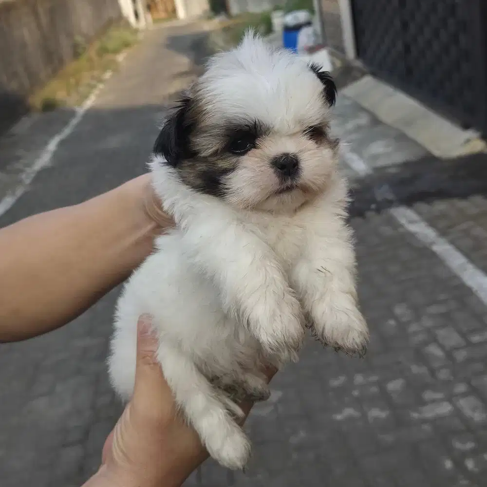 surabaya Anjing shihtzu shih tzu shitzu shitsu sitzhu