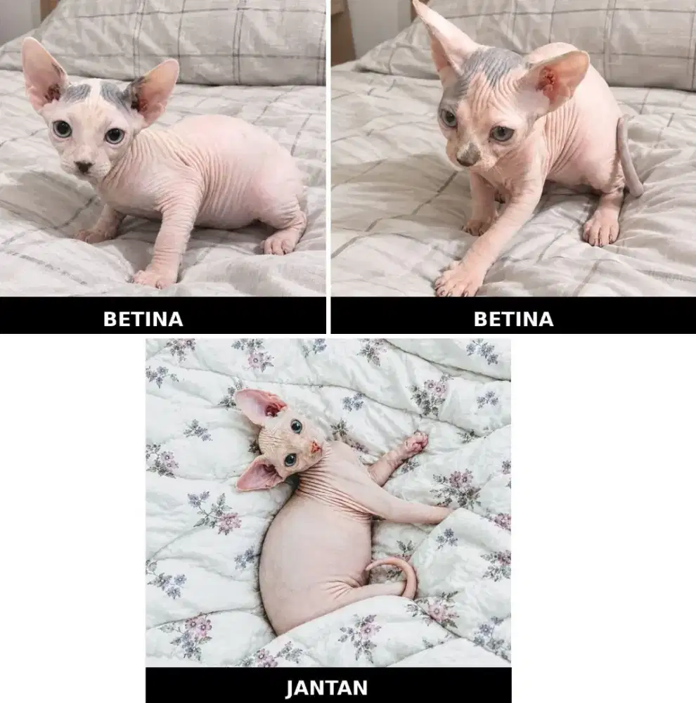 Kucing sphynx kitten