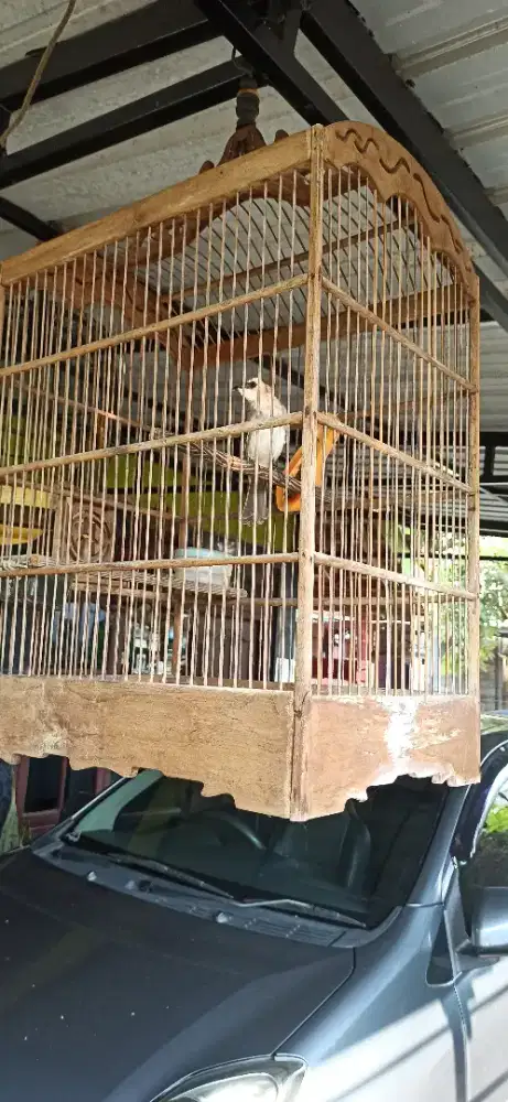 trucukan jinak sama kandang