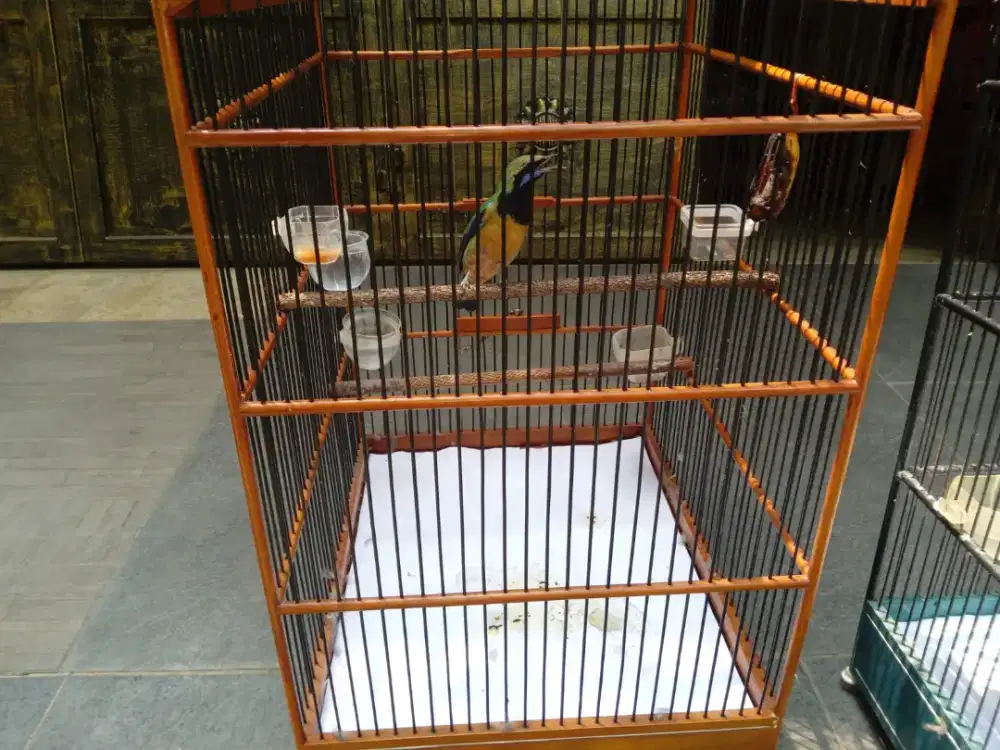Borongan 2 murai, 1 cucak cungko, 1 samyong trotol, 1cicak daun,2 LB