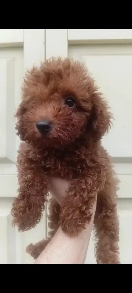 Anjing poodle warna red