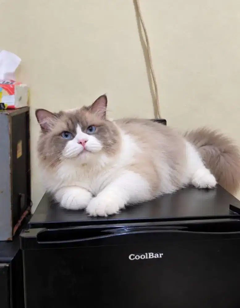 Ragdoll simetris pejantan big size