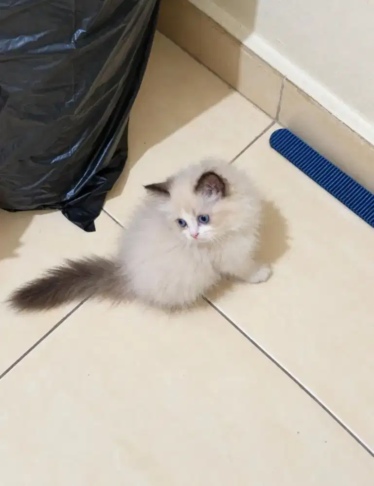 Ragdoll kitten betina
