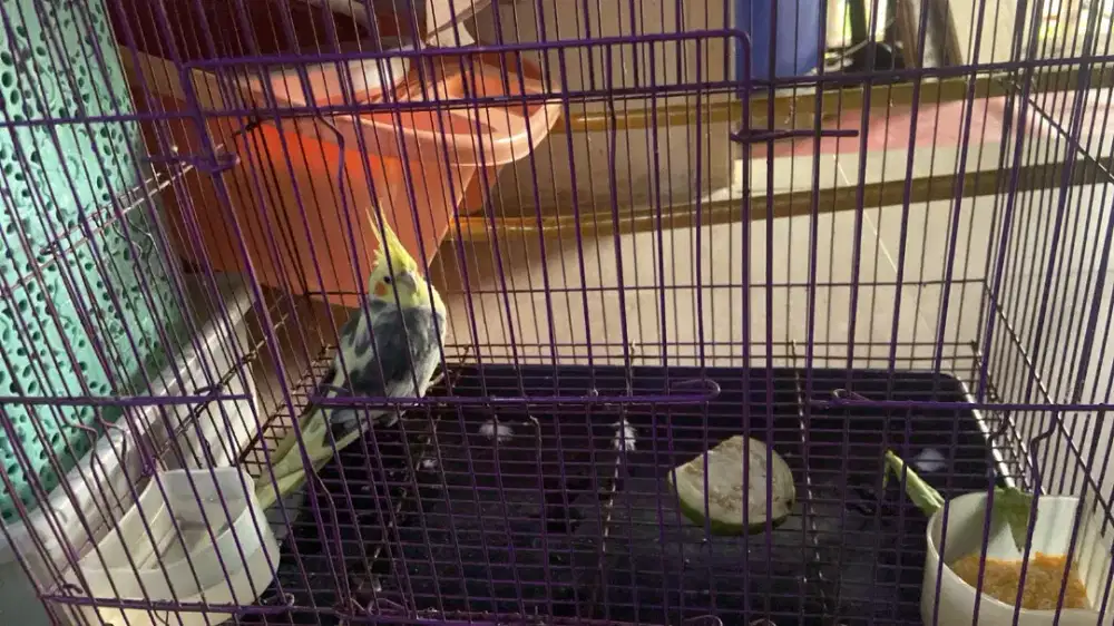 Di jual Cepat Burung Falk australia