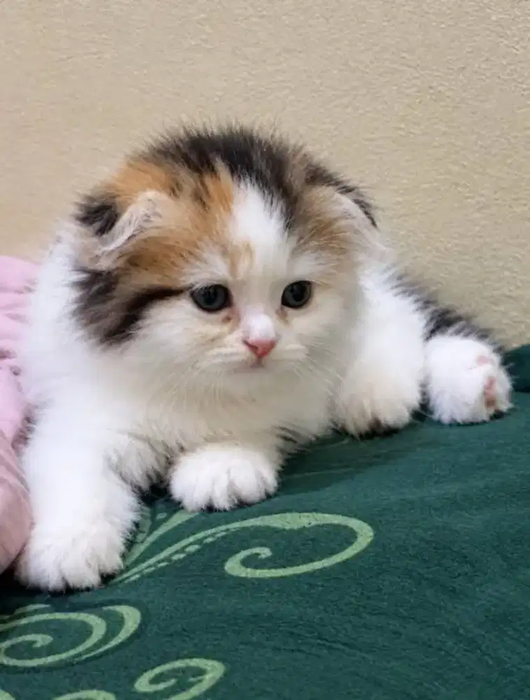 Scottish fold kitten female