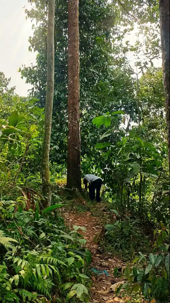 KEBUN PRODUKTIF 2.000 M² DI LEUWILIANG BOGOR, HARGA CUMA 100 JUTA NET!
